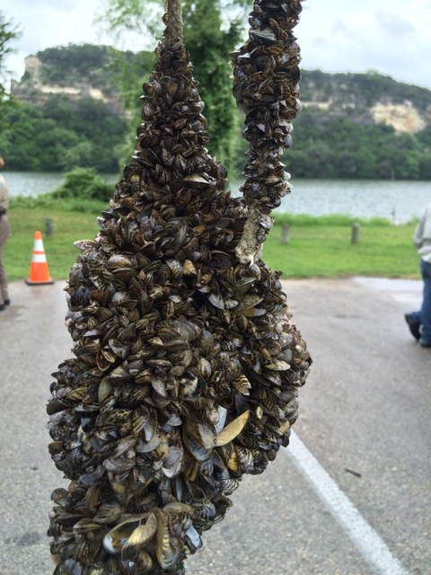 zebra mussels on rope