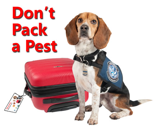 Dont-Pack-a-Pest 2