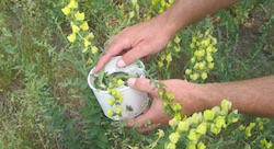 Colorado toadflax biocontrol