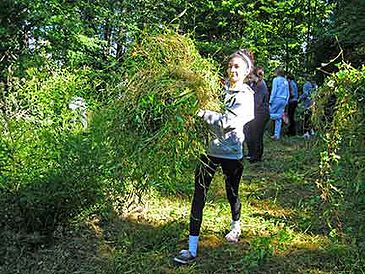 Japanese Stiltgrass Removal