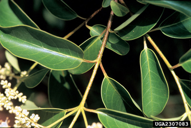 glossy privet