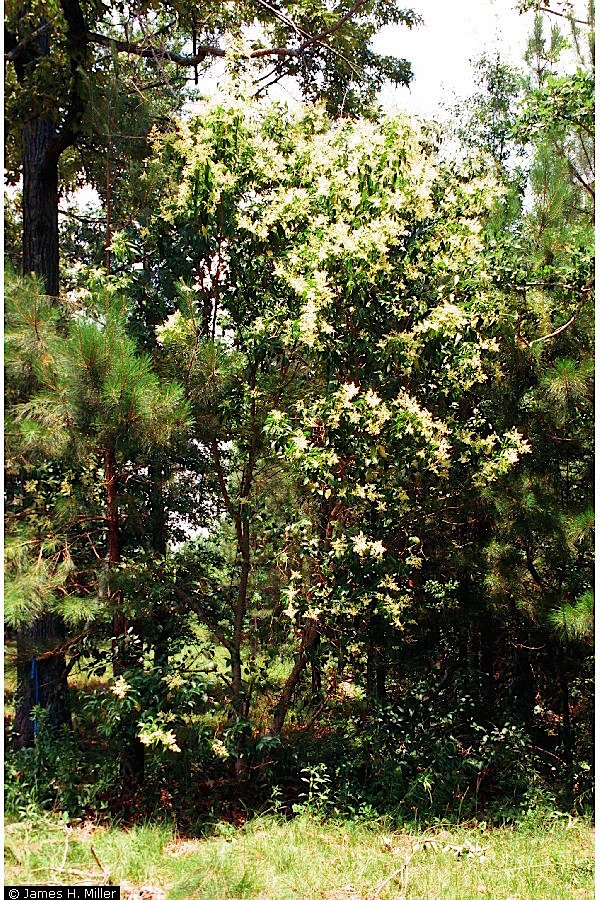 glossy privet invading forest